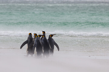Group of King Penguins on the beach on a windy day, Falkland Islands