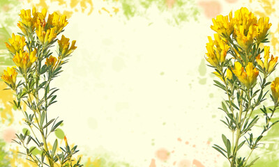 Yellow flower frame of Austrian clustered broom, floral background