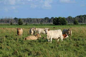 Fototapeta na wymiar Rinderherde weiß braun auf der Weide