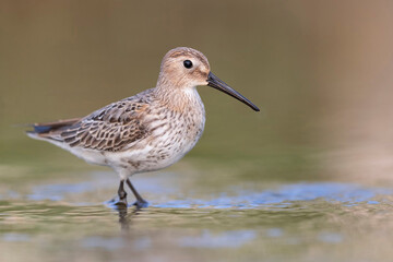 Waders or shorebirds, dunlin on the beach