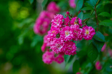 Beautiful branch with bright pink flowers on a blooming climbing rose bush, growing in the garden. 