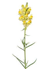 Fototapeta na wymiar Yellow flowers of toadflax isolated on white, Linaria vulgaris
