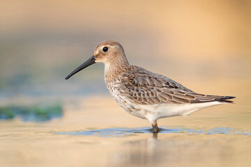 Waders or shorebirds, dunlin on the beach