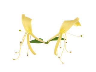 Yellow flowers of Japanese honeysuckle isolated on white. Lonicera japonica
