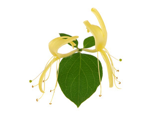 Yellow flowers of Japanese honeysuckle isolated on white. Lonicera japonica