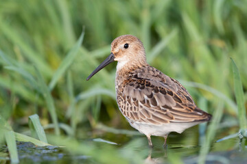 Waders or shorebirds, dunlin on the beach