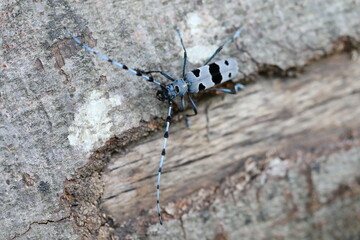  Rosalia longicorn (Rosalia alpina) or Alpine longhorn beetle