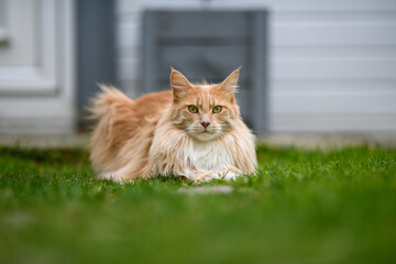 Ginger Maine Coon. A Maine Coon female cat outside in the garden looking at something in the...
