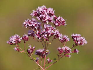 Pink flowers of Oregano or Wild Marjoram. Origanum vulgare