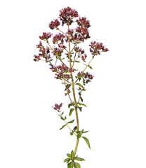 Wild flowers of Oregano or Wild Marjoram isolated on white, Origanum vulgare
