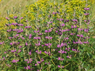 Purple flower of wild Iranian Jerusalem sage. Phlomis herba-venti

