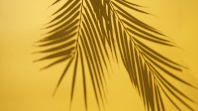 Shadow overlay. Shadows of tropical palm leaves and plants on a yellow clean wall in sunlight. Copy space