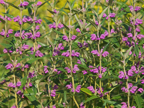 Purple flower of wild Iranian Jerusalem sage.  Phlomis herba-venti