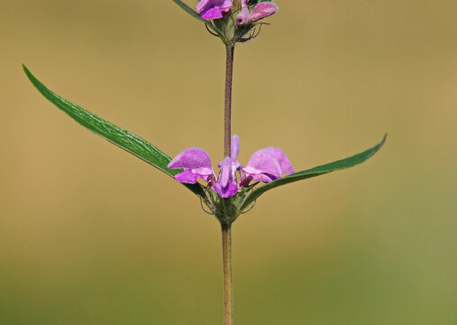 Purple flower of wild Iranian Jerusalem sage close-up.  Phlomis herba-venti