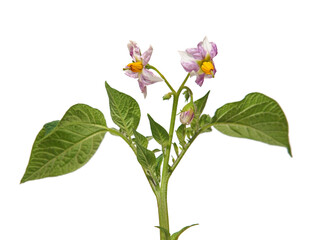 Potato flowers and green leaves isolated on white