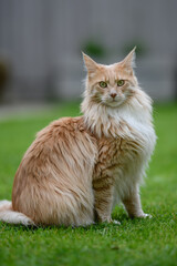 Naklejka na ściany i meble Ginger Maine Coon. A Maine Coon female cat outside in the garden looking at something in the distance.