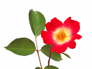 Single red rose flower isolated on white background. Rosa rubiginosa
