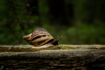 Achatina snail crawling on a tree