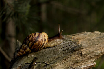 Achatina snail crawling on a tree