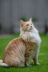 Ginger Maine Coon. A Maine Coon female cat outside in the garden looking at something in the distance.
