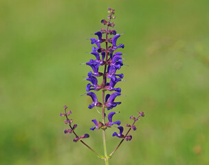 Blooming plant of meadow clary or meadow sage with purple flowers. Salvia pratensis