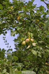 Apple tree branch with ripe fruit against the sky