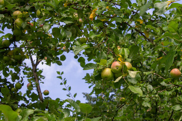 Apple tree branch with ripe fruit against the sky