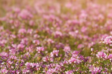 Pink field of Crownvetch flowers. Securigera varia