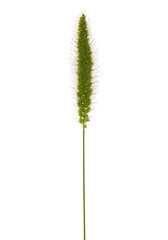 Ear of green foxtail grass, green bristlegrass, or wild foxtail millet isolated on white. Setaria viridis
