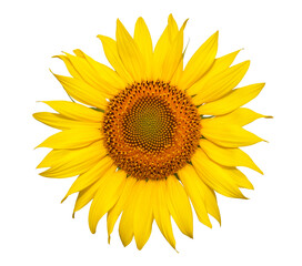 Yellow flower of sunflower isolated on white background