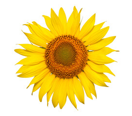 Naklejka premium Yellow flower of sunflower isolated on white background