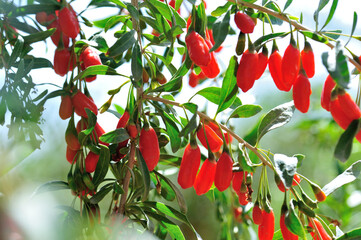 Goji berry fruits and plants in sunshine garden