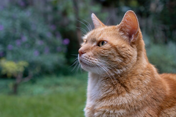 Older ginger red cat in the garden