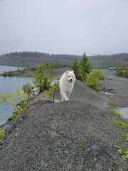 Fototapeta na wymiar Samoyed dog. Whrite fluffy dog. dog swims in the lake
