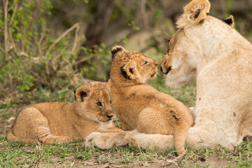 Lioness and her cubs, Masai Mara