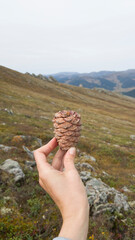 Vertical frame - a woman's hand holding a cedar cone against the background of mountains. Hiking in the taiga. Natural resources. Siberian pine cone