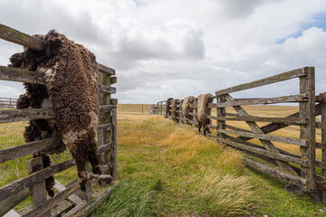 Sheep hides haning over a fence, Falkland Islands