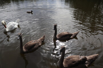 ducks on the lake