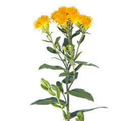 Yellow flower of German elecampane isolated on white. Inula Germanica	