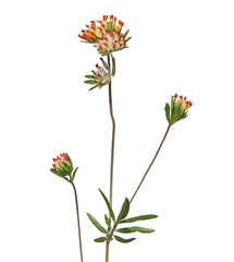 Blooming plant of kidney vetch with brown flower, isolated on white, Anthyllis vulneraria 