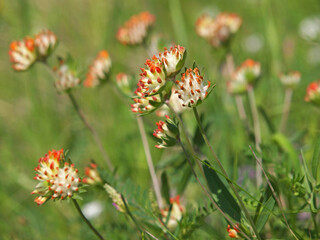 Red flower of kidney vetch. Anthyllis vulneraria var. coccinea
