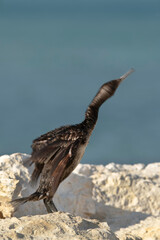 Socotra cormorant shaing its head to remove water at Busaiteen coast, Bahrain