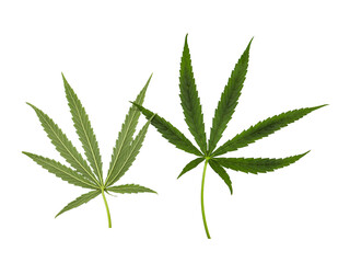Herb leaf