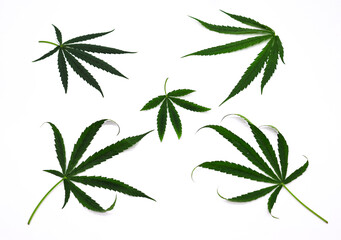 Herb leaf