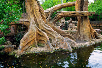 Trees with huge roots in the tropical park . Tropical nature background
