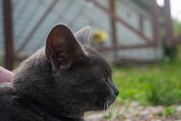 Portrait of a young black cat. Pet in the country.