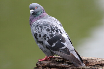 pigeon on a branch