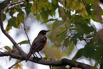 un Merle d'Amérique
