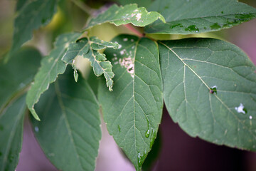feuilles d'un arbre malade