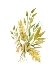 Watercolor wheat ears pattern.Image of ears of wheat on a white and colored background.